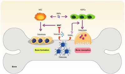 Beyond boundaries: unraveling innovative approaches to combat bone-metastatic cancers